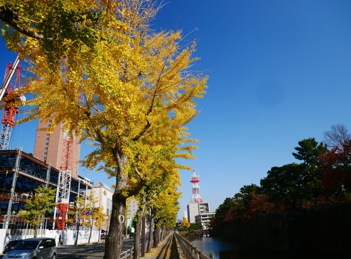 　　　　　和歌山城公園の 紅葉・黄葉　　２０２０-１２-０８　００：００_b0093754_21002560.jpg