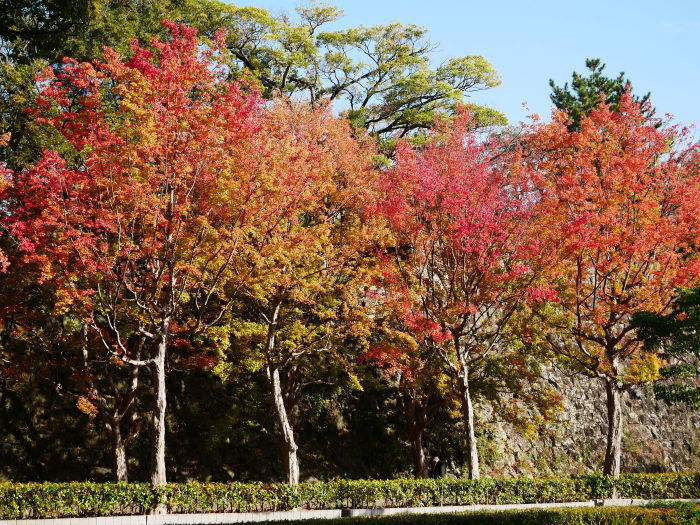 　　　　　和歌山城公園の 紅葉・黄葉　　２０２０-１２-０８　００：００_b0093754_21011784.jpg