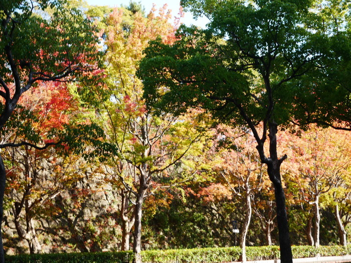 　　　　　和歌山城公園の 紅葉・黄葉　　２０２０-１２-０８　００：００_b0093754_21013712.jpg