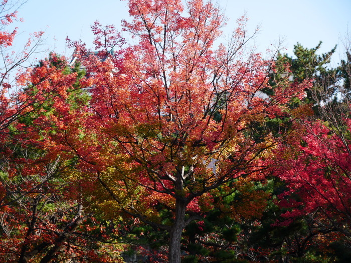 　　　　　和歌山城公園の 紅葉・黄葉　　２０２０-１２-０８　００：００_b0093754_21014600.jpg