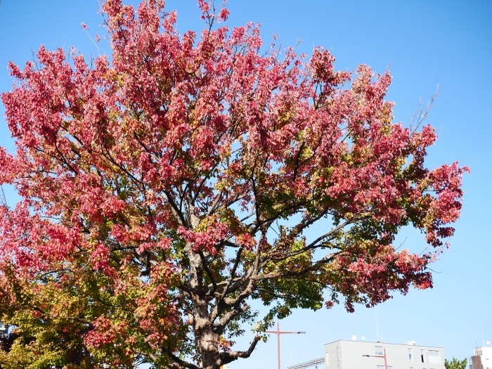 　　　　　和歌山城公園の 紅葉・黄葉　　２０２０-１２-０８　００：００_b0093754_21020496.jpg