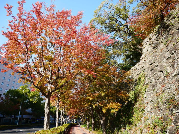 　　　　　和歌山城公園の 紅葉・黄葉　　２０２０-１２-０８　００：００_b0093754_21024026.jpg