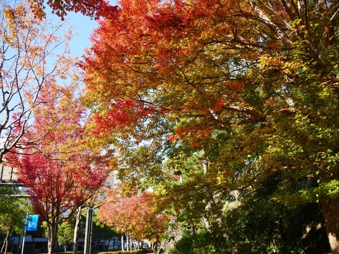 　　　　　和歌山城公園の 紅葉・黄葉　　２０２０-１２-０８　００：００_b0093754_21025297.jpg