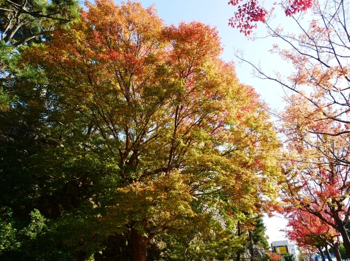 　　　　　和歌山城公園の 紅葉・黄葉　　２０２０-１２-０８　００：００_b0093754_21030766.jpg