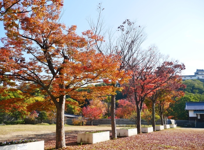 　　　　　和歌山城公園の 紅葉・黄葉　　２０２０-１２-０８　００：００_b0093754_21032283.jpg