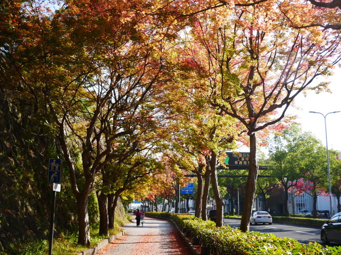 　　　　　和歌山城公園の 紅葉・黄葉　　２０２０-１２-０８　００：００_b0093754_21033529.jpg