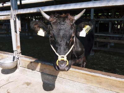 熊本県産Ａ5ランク黒毛和牛100％のハンバーグステーキ！令和3年12月出荷は12月15日(水)残りわずかです_a0254656_17553846.jpg