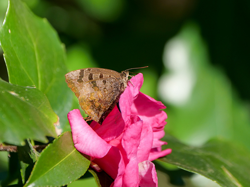 ムラサキツバメ山茶花吸蜜　他_f0199866_18053924.jpg