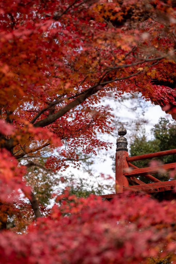 松戸 本土寺の紅葉 ろーりんぐ らいふ