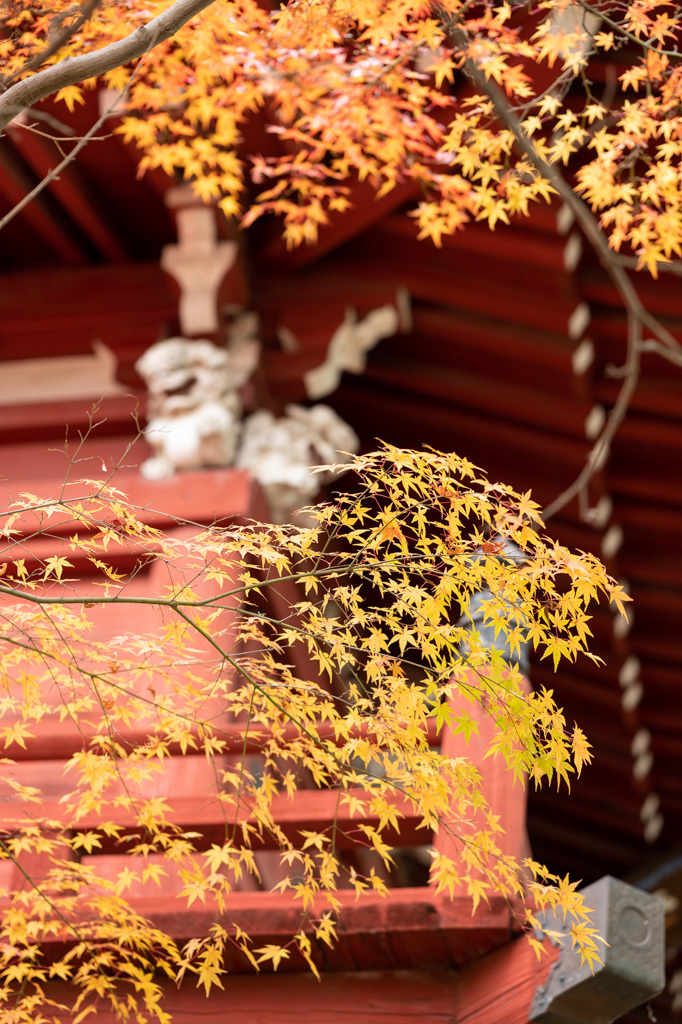 松戸 本土寺の紅葉 ろーりんぐ らいふ