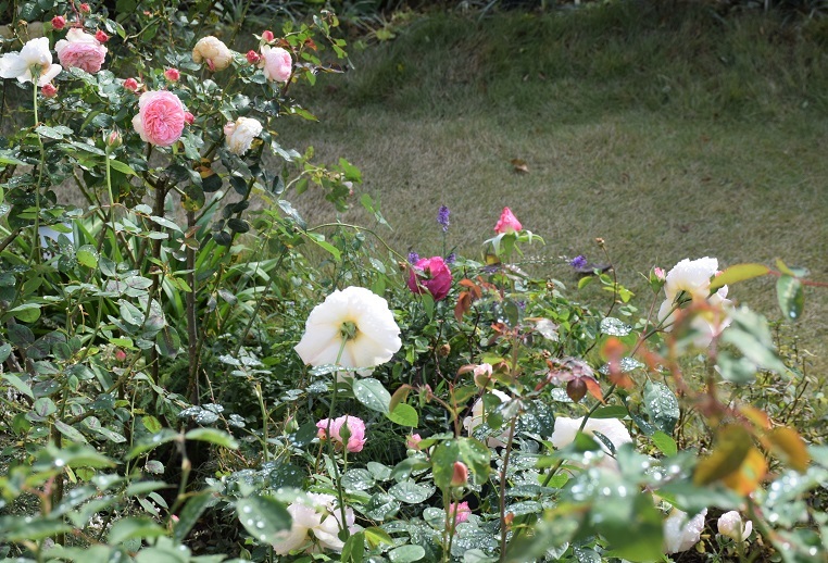 庭仕事を暖かく バラとハーブのある暮らし Salon De Roses 庭仕事を暖かく バラとハーブのある暮らし Salon De Roses