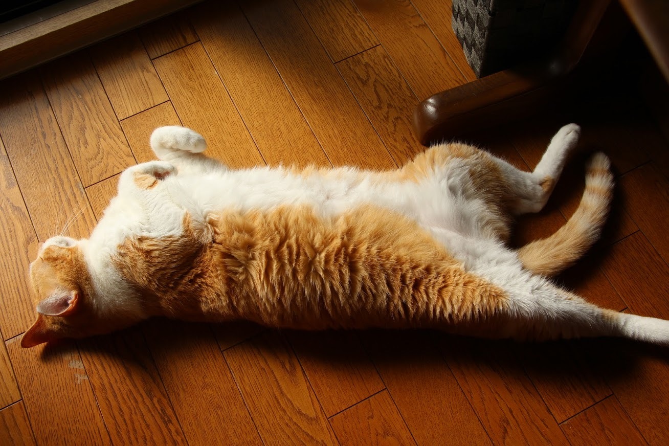 イケメン猫のゆるい日常 ぎんネコ はうす イケメン猫のゆるい日常 ぎんネコ はうす