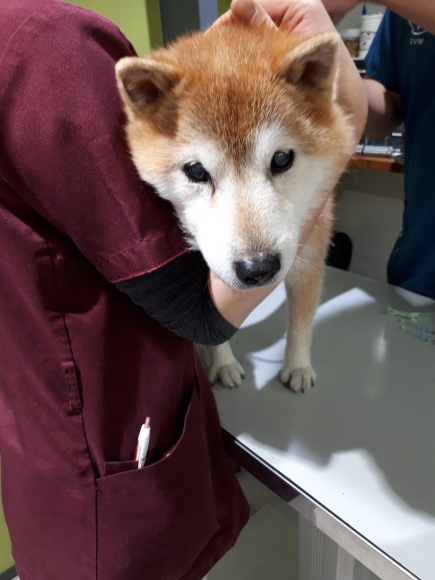 肝臓腫瘍摘出手術から 3日目 柴犬 ひろゆきと さもない毎日 週末自宅カフェ里音 りをん 一之江 笑い療法士のいるカフェ 趣味好房 織