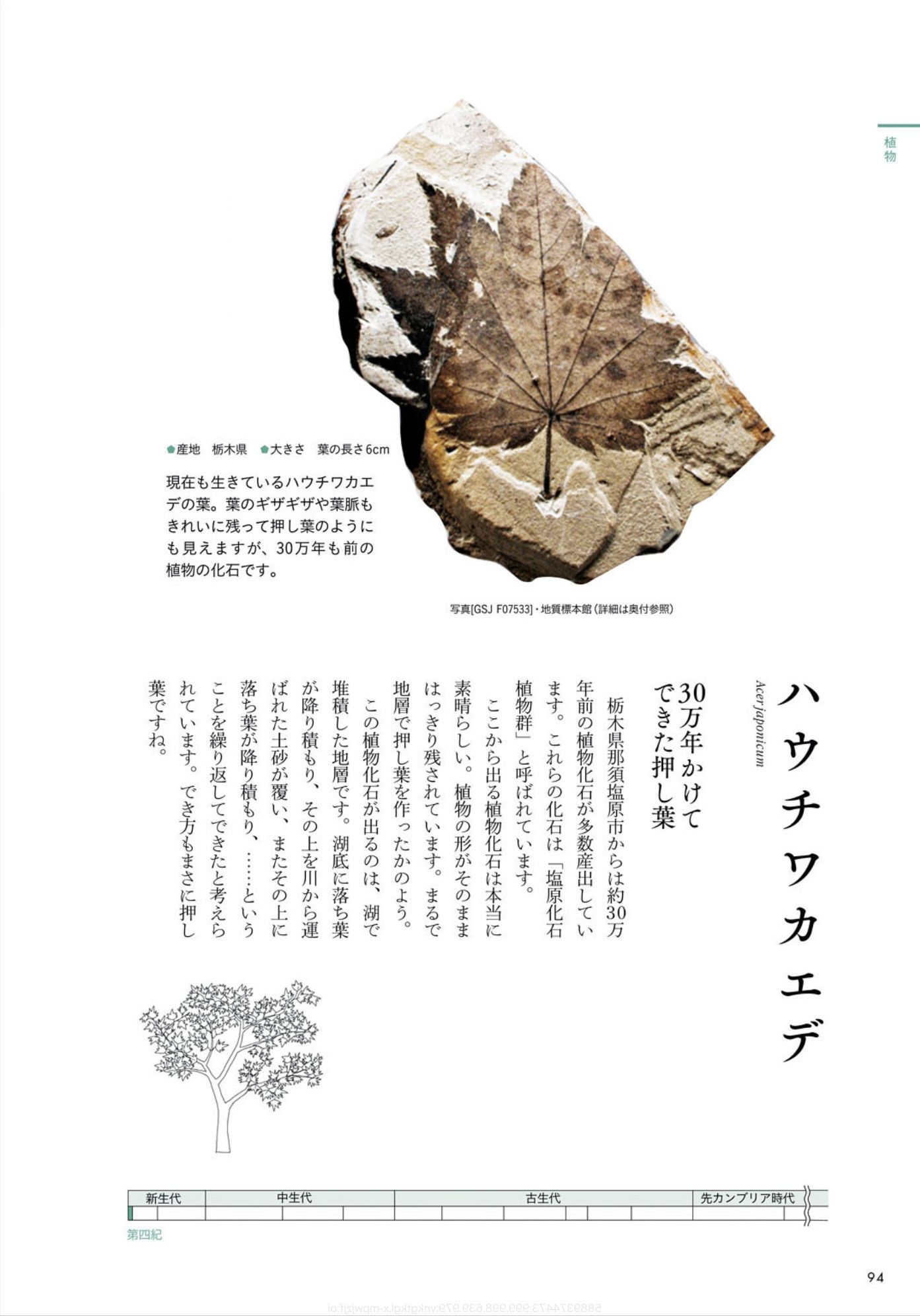 クワズイモとクマネズミと「ときめく化石図鑑」_c0025115_21581262.jpg