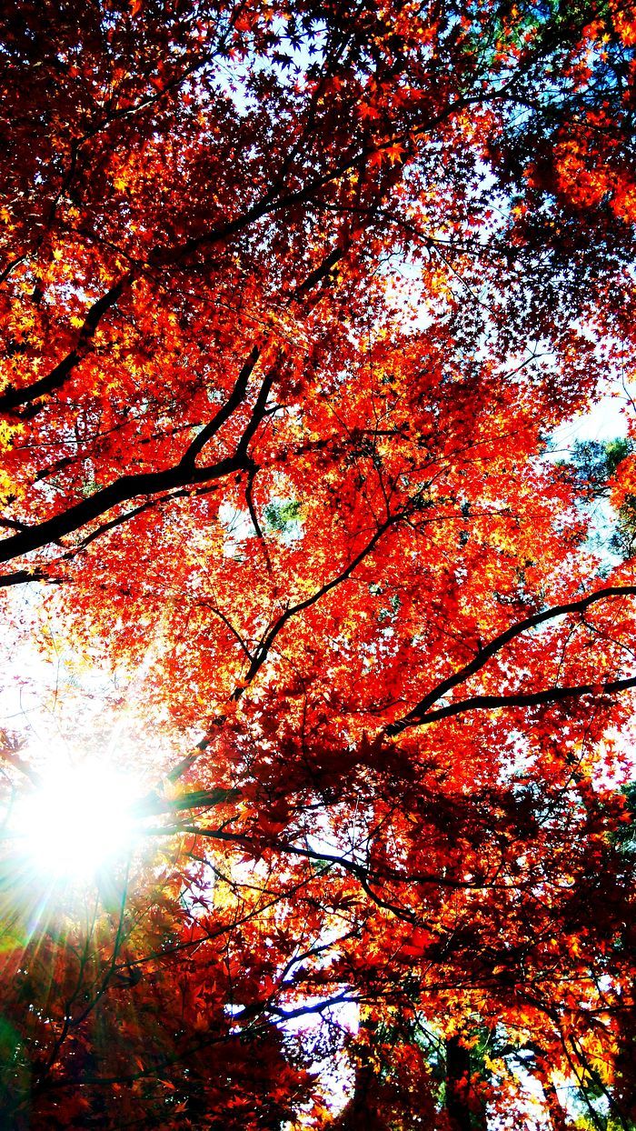 これで令和２年の紅葉シーズンを終了とするか・・・多々良沼のお気に入りモミジが朝日に輝いて樹下で写真撮ってたら体全体が紅に染まった♪_a0031821_15110089.jpg
