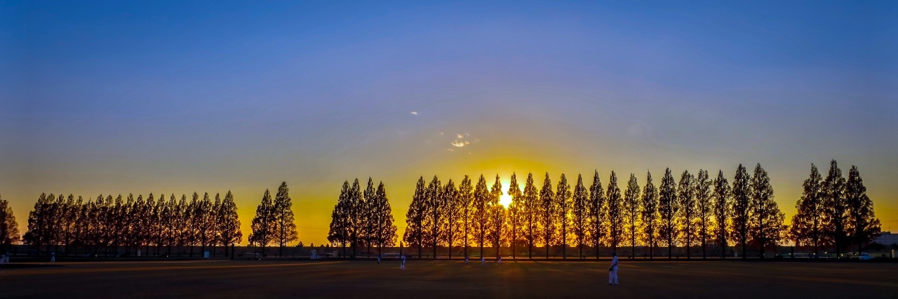 2020.12.6夕暮れのメタセコイヤ並木(大宮けんぽグラウンド)_e0321032_13191708.jpg