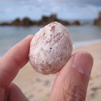 ネズミブンブク : Beachcomber's Logbook