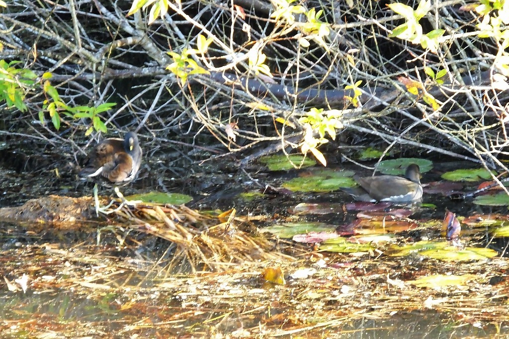 お堀端のカモなど、公園の風景を・・_b0236251_12284127.jpg