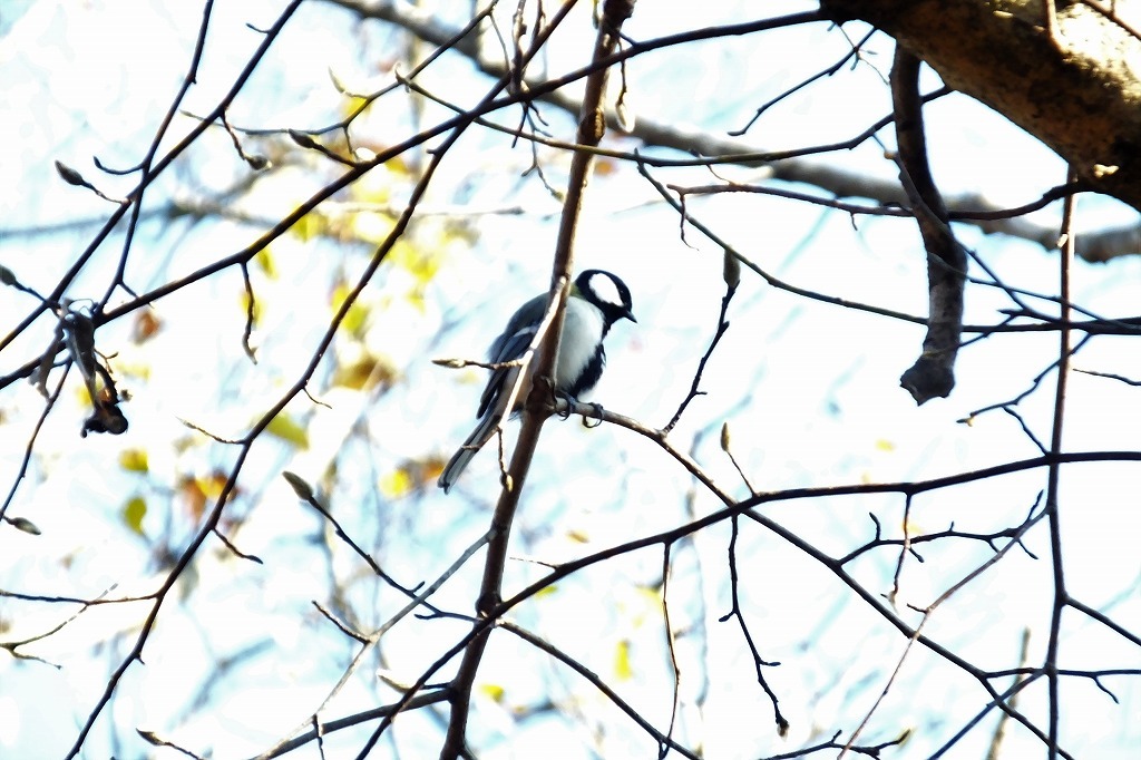 お堀端のカモなど、公園の風景を・・_b0236251_12293707.jpg