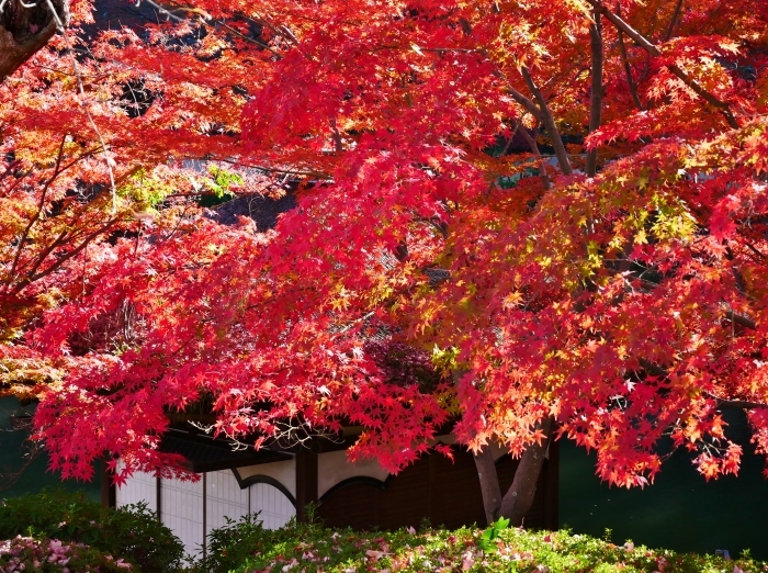 　　紅葉渓庭園・鳶魚閣（えんぎょかく）　　２０２０-１２-１０　００：００_b0093754_23093288.jpg