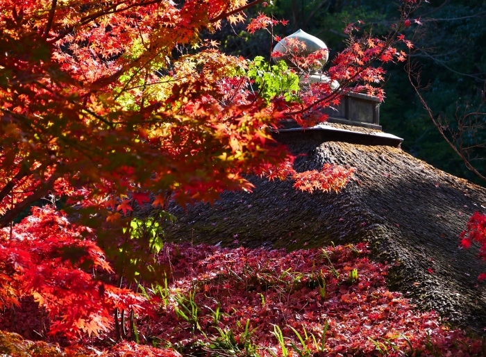 　　紅葉渓庭園・鳶魚閣（えんぎょかく）　　２０２０-１２-１０　００：００_b0093754_23100276.jpg