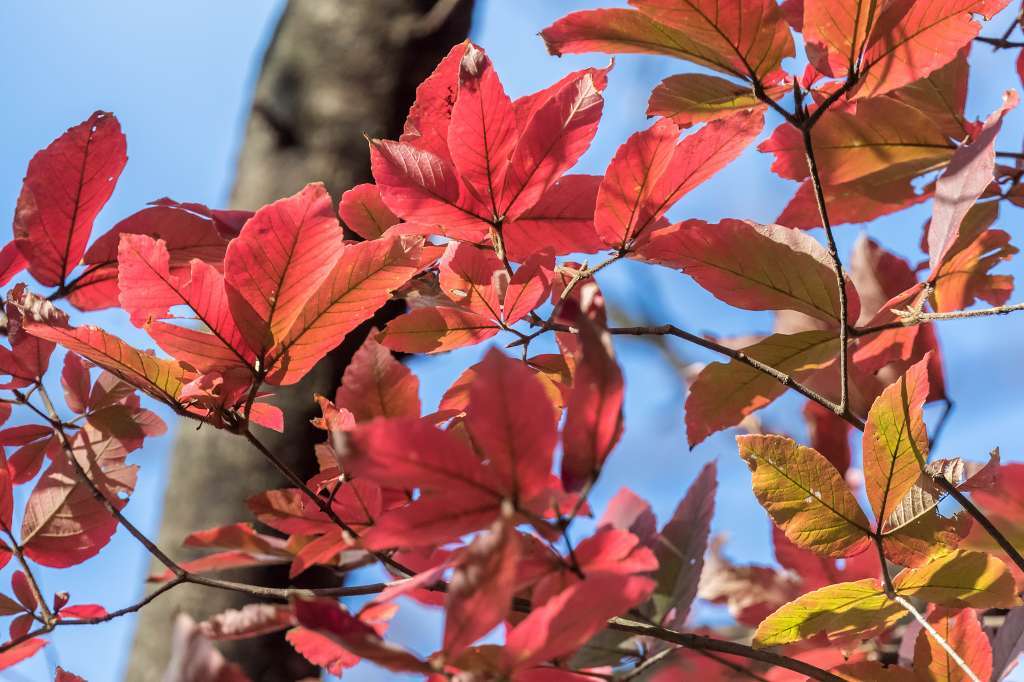 生田緑地の紅葉最後の輝き_f0044056_18104658.jpg