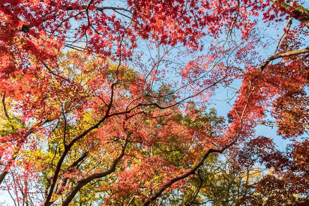 生田緑地の紅葉最後の輝き_f0044056_18134226.jpg