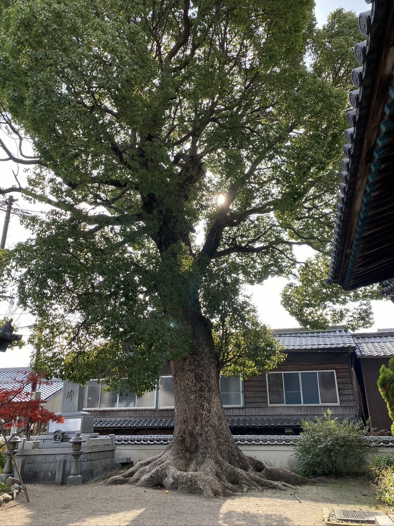 とびしま街道を通って　〜街並み保存地区御手洗へ〜_c0334574_20170150.jpeg