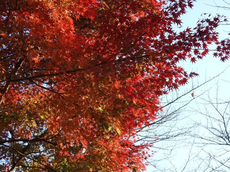 『谷汲山華厳寺の紅葉風景　2』_d0054276_20010320.jpg