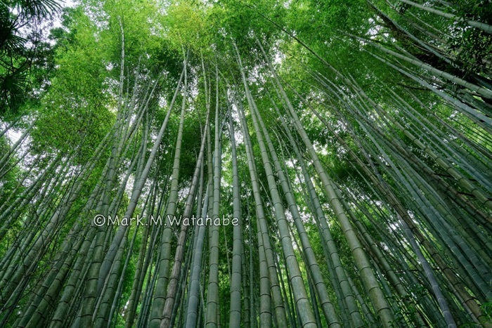 秋の植物たち_e0135098_01422919.jpg