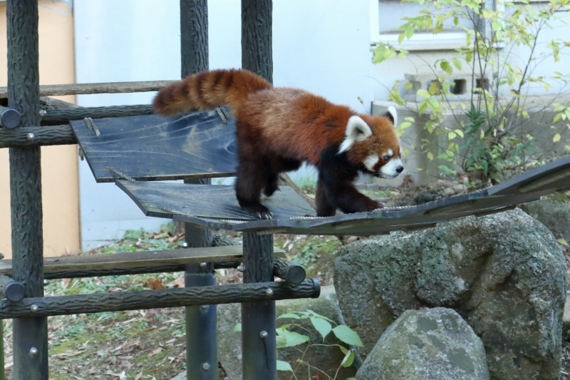 日本で 一番有名なレッサーパンダと言えば 千葉市動物園の風太君 旅プラスの日記 日本で 一番有名なレッサーパンダと言えば 千葉市動物園の風太君 旅プラスの日記