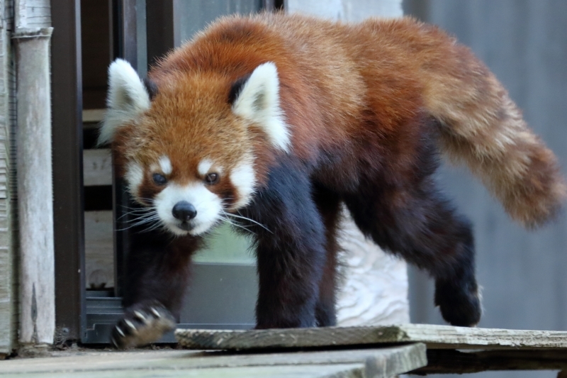 日本で 一番有名なレッサーパンダと言えば 千葉市動物園の風太君 旅プラスの日記 日本で 一番有名なレッサーパンダと言えば 千葉市動物園の風太君 旅プラスの日記