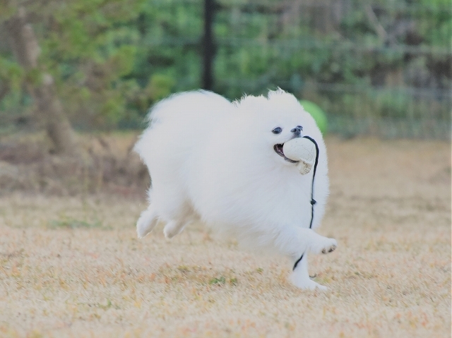 手術の準備は着々と_d0360206_23533784.jpg