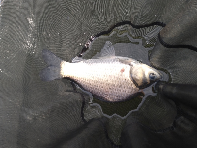 新ベラ釣りの楽しみ方2 ヘラブナ釣り池 茨木新池とゆかいな仲間たち