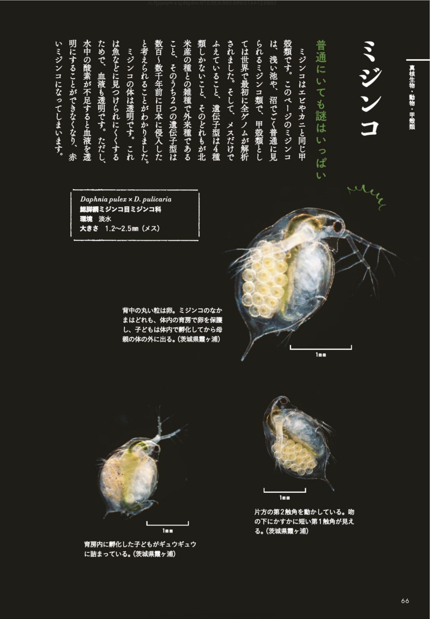 新規感染者数記録更新と「ときめく微生物図鑑」_c0025115_22035838.jpg