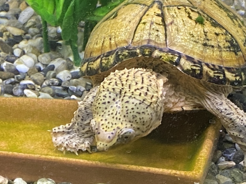 餌皿を覗き込みます カメ亀日記 カメ飼育のいろは