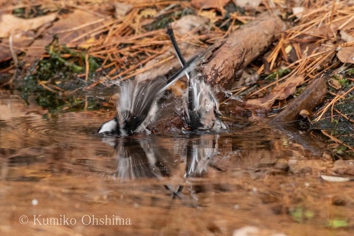 小鳥たちの水浴び・・・_e0372432_20515877.jpg