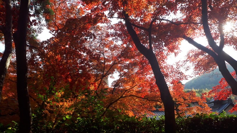 京都紅葉速報 光明寺 京都グルメタクシー おいしい京都 京都紅葉速報 光明寺 京都グルメタクシー おいしい京都