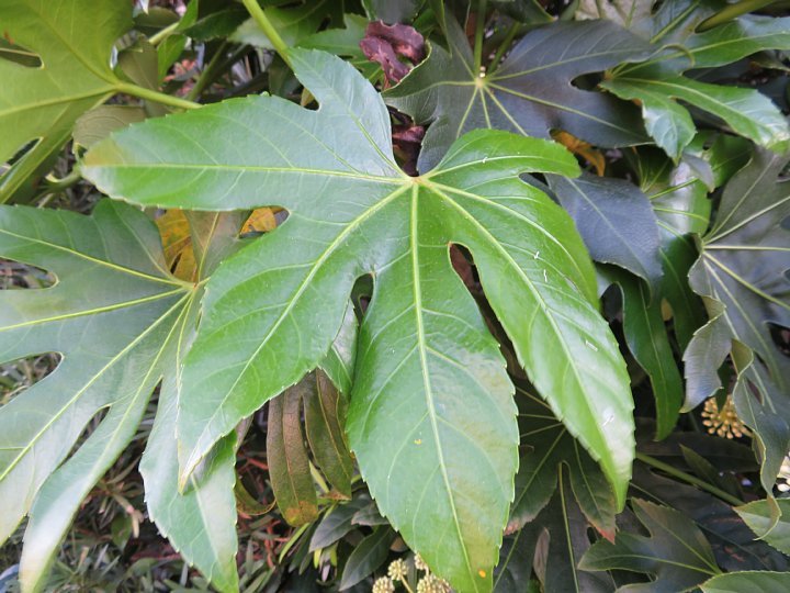 年12月11日 ヤツデの花 今日の風に吹かれましょう 年12月11日 ヤツデの花 今日の風に吹かれましょう