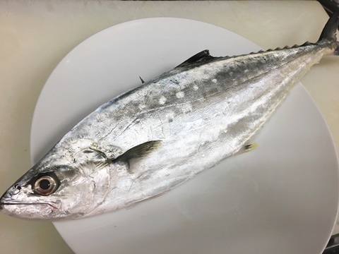 イケカツオ 生鰹 逆鉤鰹 イル レオーネ 千林大宮駅近くのシェフソムリエのブログ イケカツオ 生鰹 逆鉤鰹 イル レオーネ 千林大宮駅近くのシェフソムリエのブログ