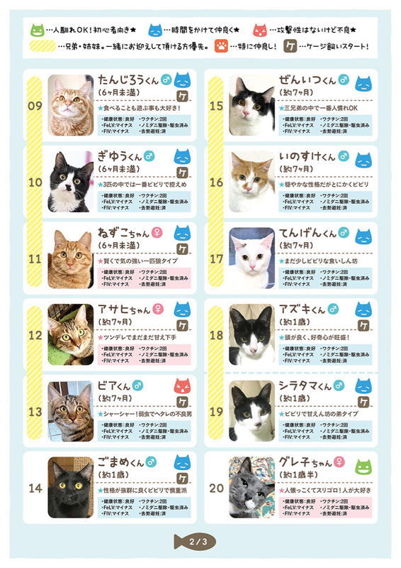 Youtube 扁平上皮癌のガンバくんのセクシーお着替えシーン A Cancer Cat Npo法人 府中猫の会