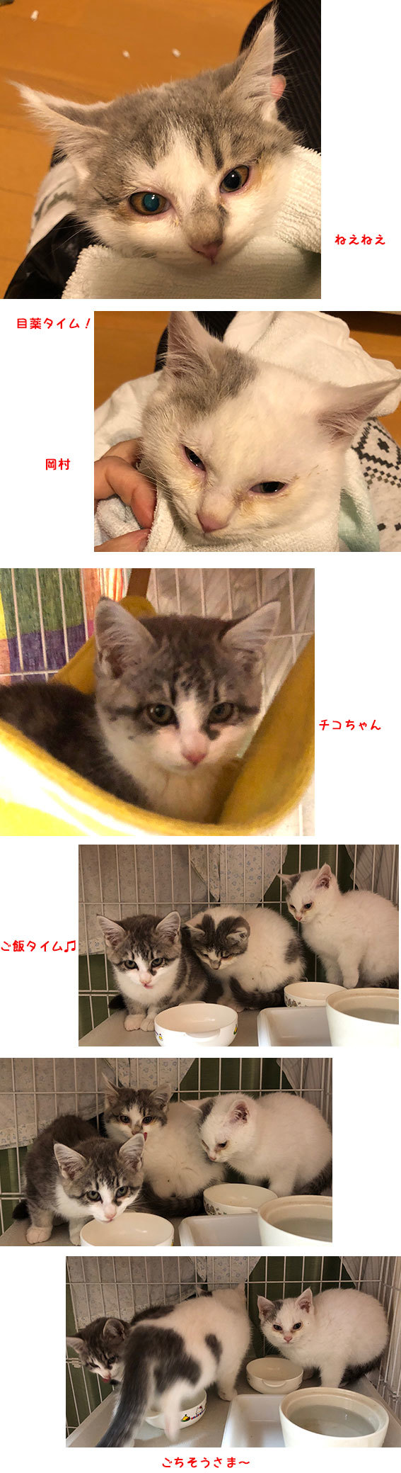 貝ちゃん暴走中 動画 チコちゃん組 るい丸とリン通信 ひなたぼっこ 貝ちゃん暴走中 動画 チコちゃん組 るい丸とリン通信 ひなたぼっこ