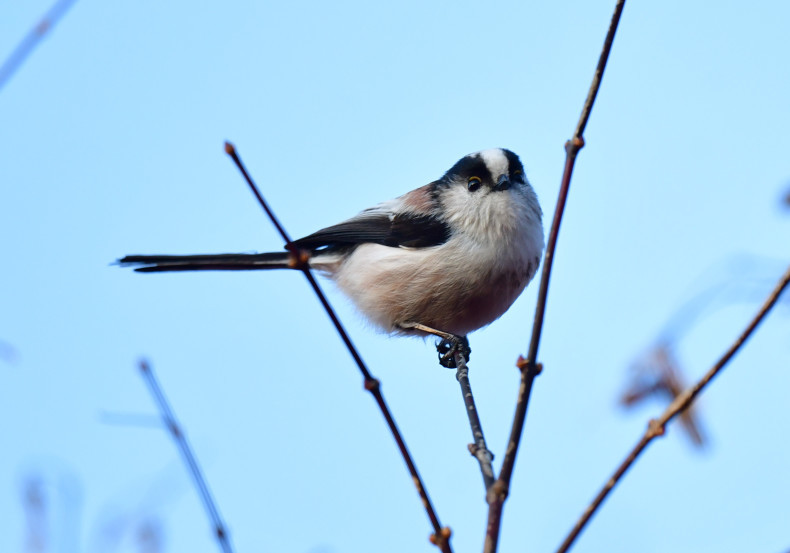 可愛い野鳥たち