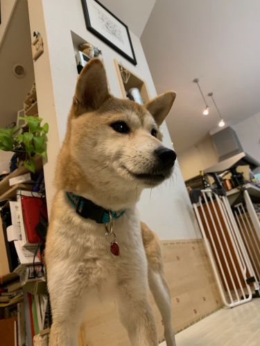 口角が上がっている A Day In The Dog S Life 口角が上がっている A Day In The Dog S Life