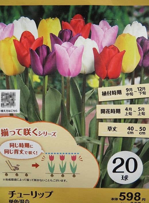 年12月12日 チューリップの球根 今日の風に吹かれましょう