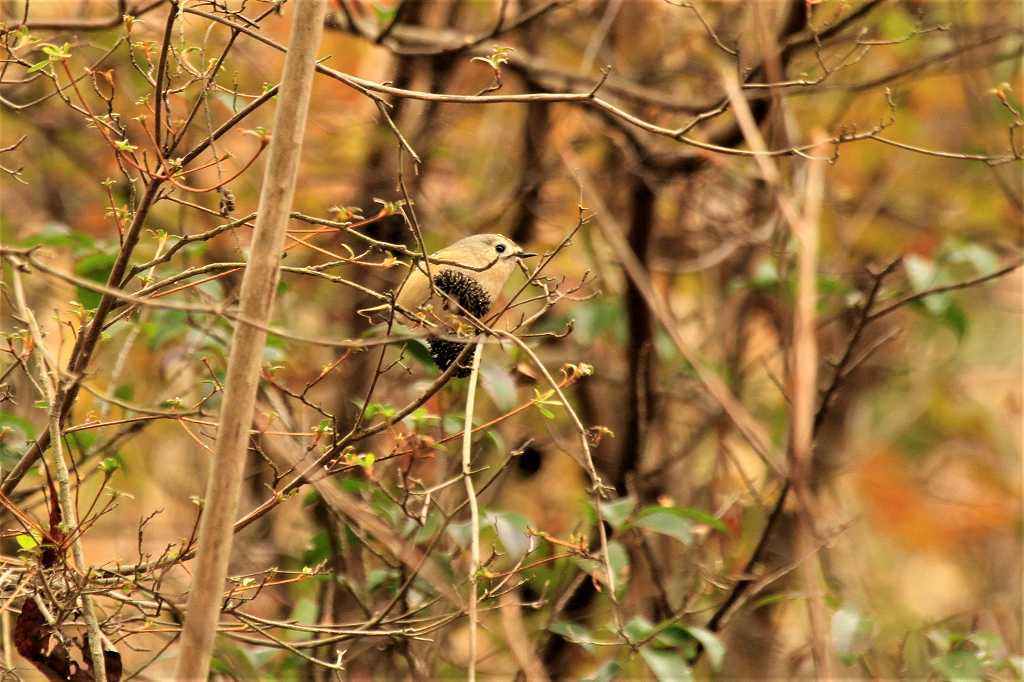 三郎の滝の野鳥たち_a0393942_09115824.jpg