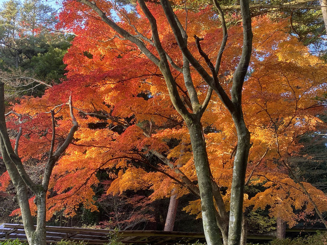 今年のイロハモミジの紅葉は変だ！！_c0129047_21342310.jpg