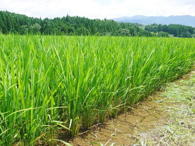 熊本の安全で美味しいお米の紹介!その1:水にこだわる匠の『菊池水源棚田米』_a0254656_17574391.jpg