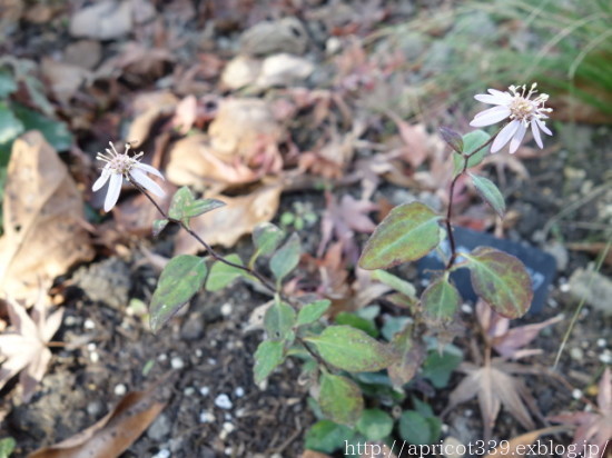 久しぶりの庭散歩 宿根草の花と紅葉_c0293787_17075729.jpg