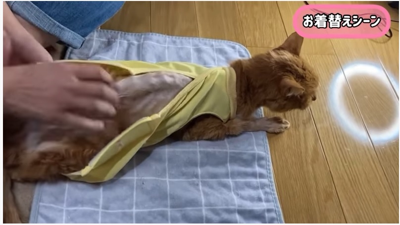 Youtube 扁平上皮癌のガンバくんのセクシーお着替えシーン A Cancer Cat Npo法人 府中猫の会